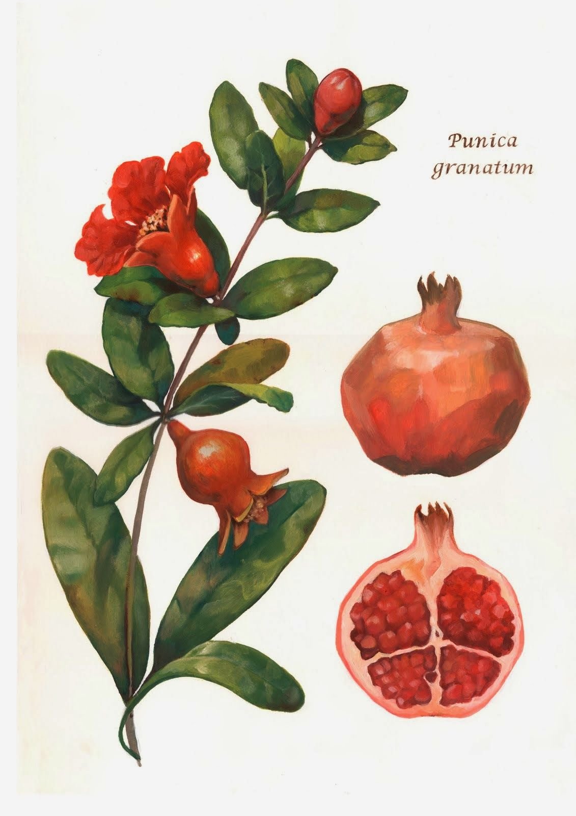 Ботаническая живопись акварелью гранат