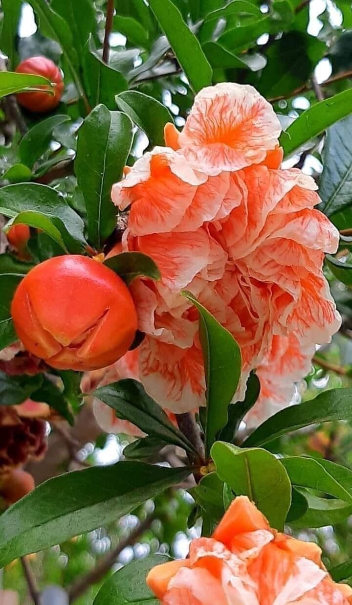 Punica granatum цветет