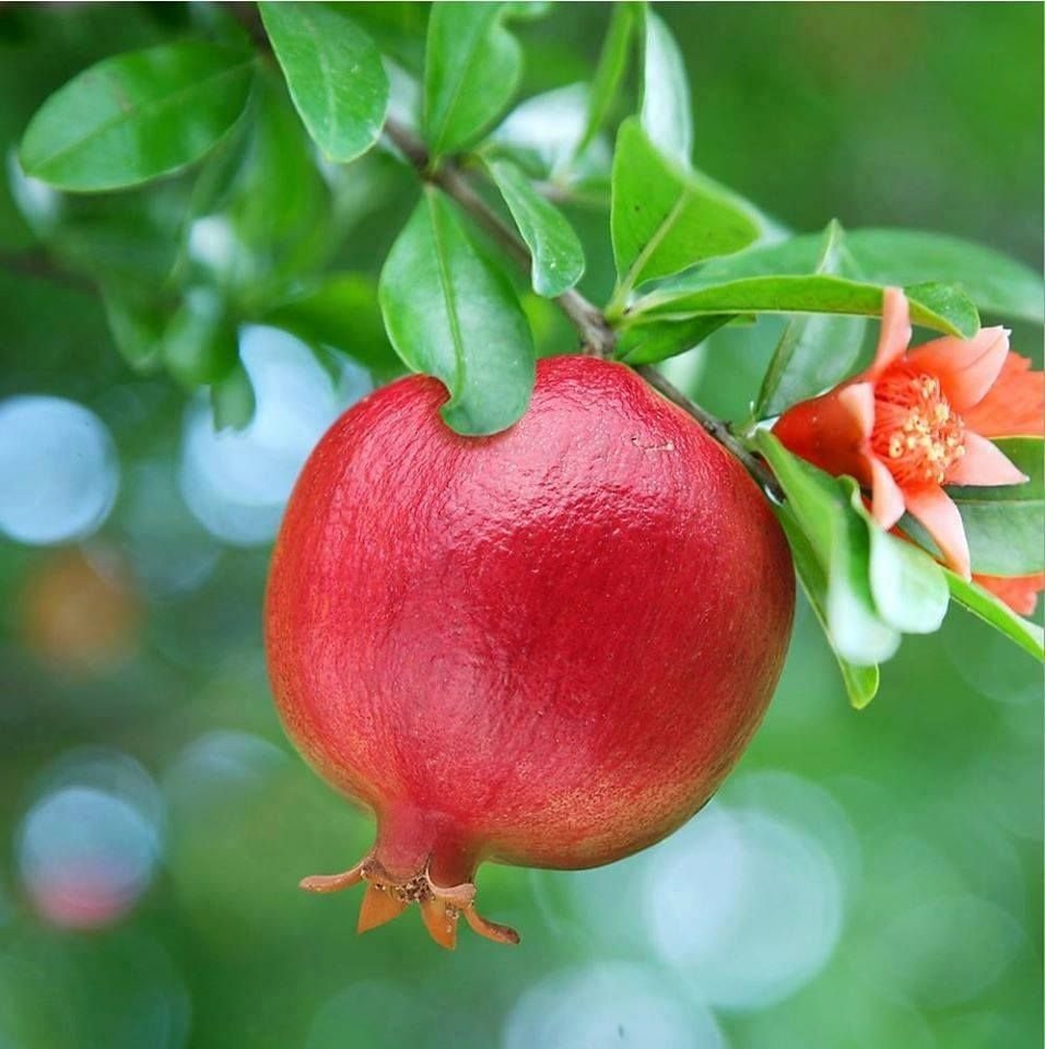 Flower Pomegranate logo