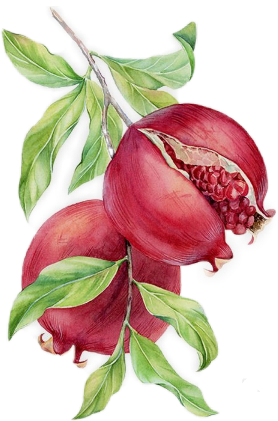 Цветок граната узор