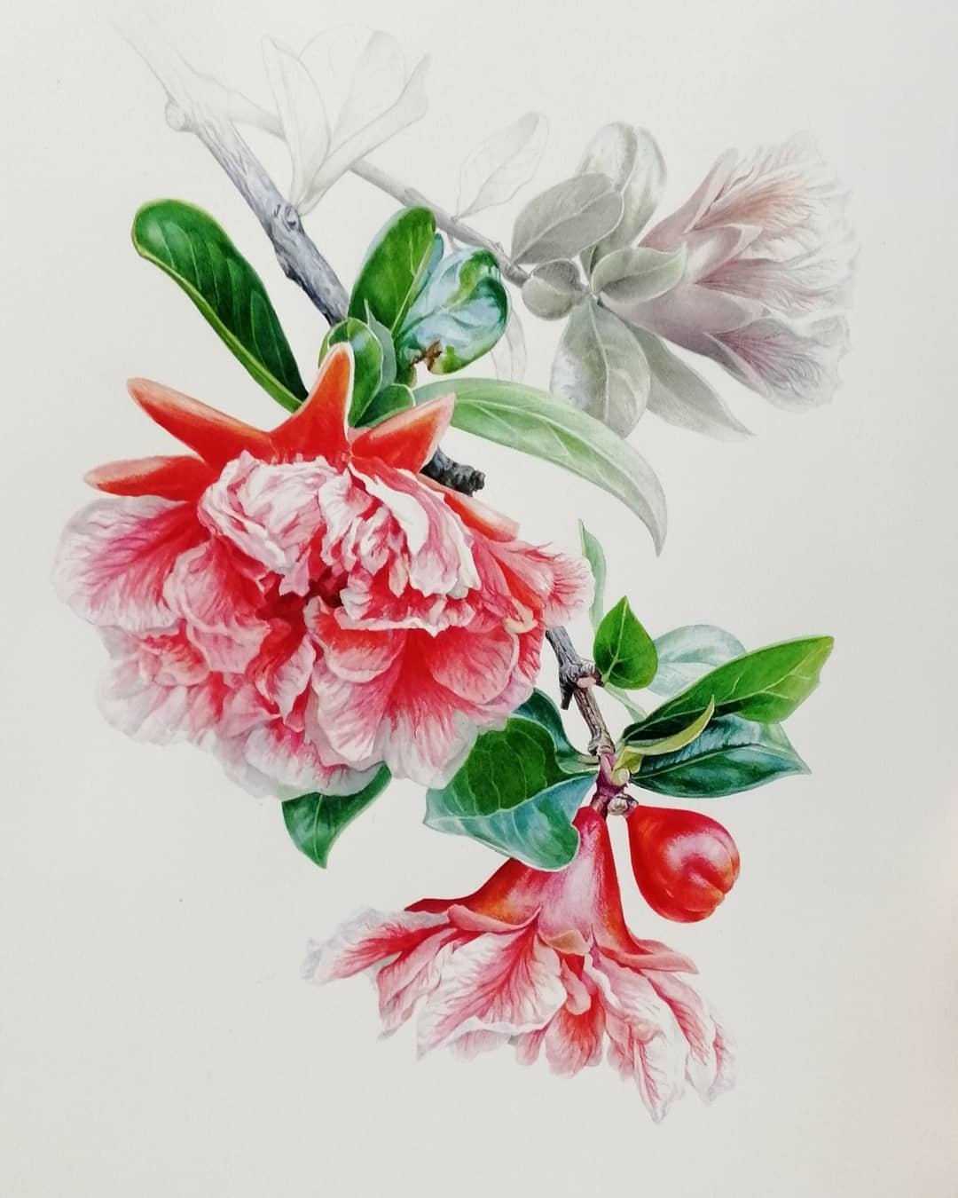 Цветок граната на белом фоне