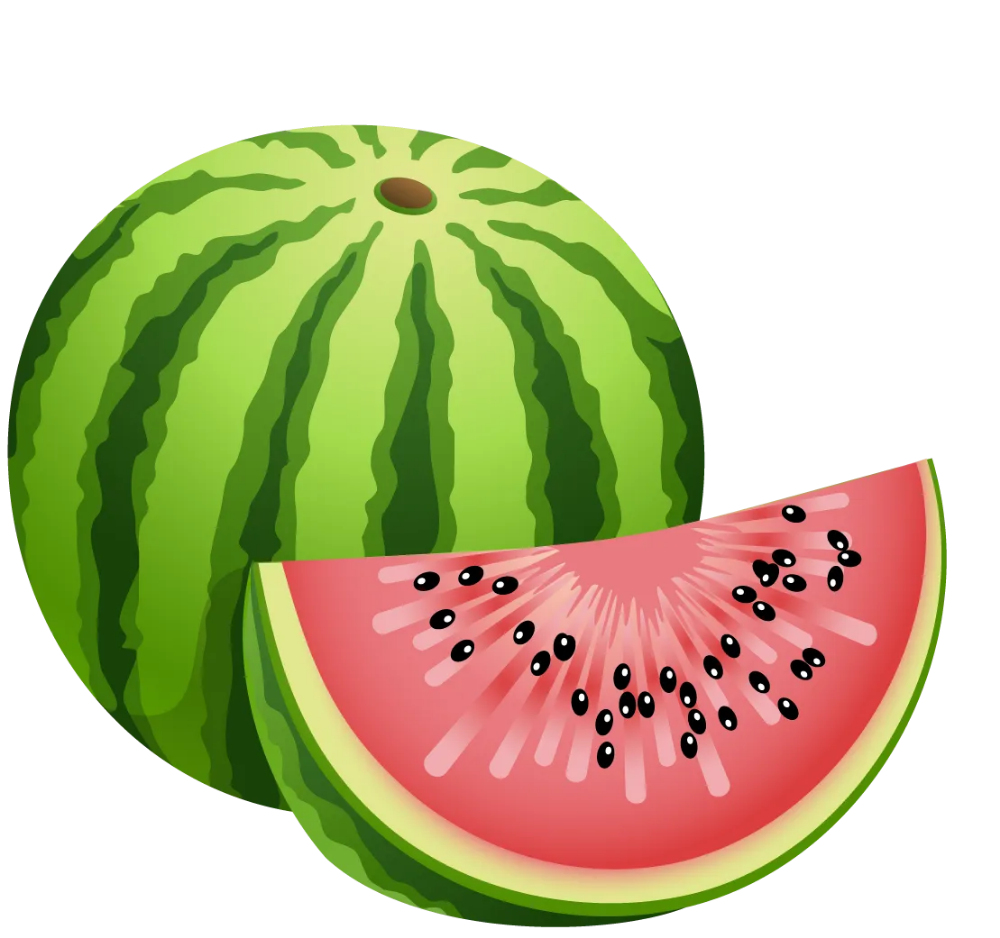 Арбуз вектор