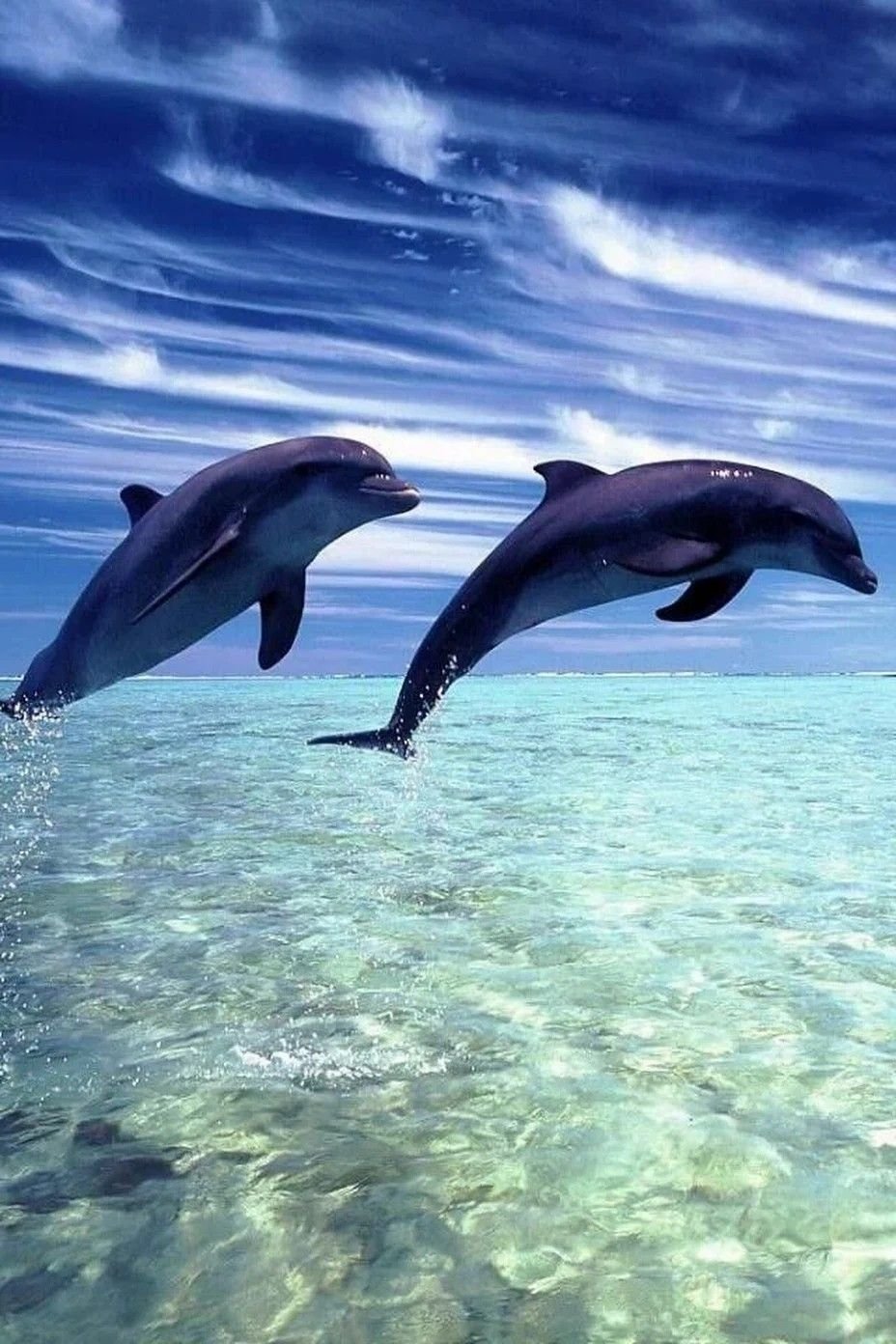 Дельфины в море