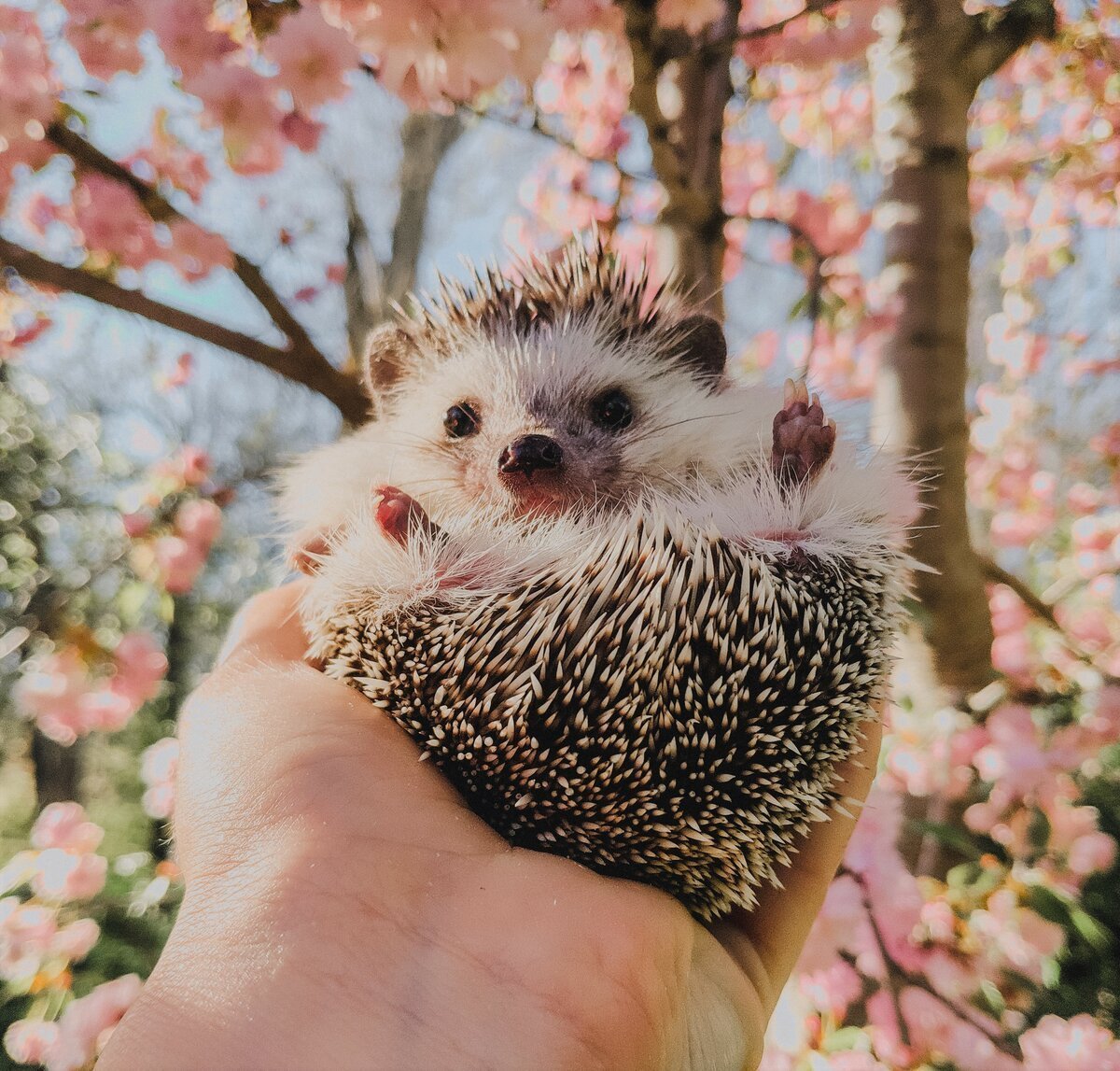 Милые ежики