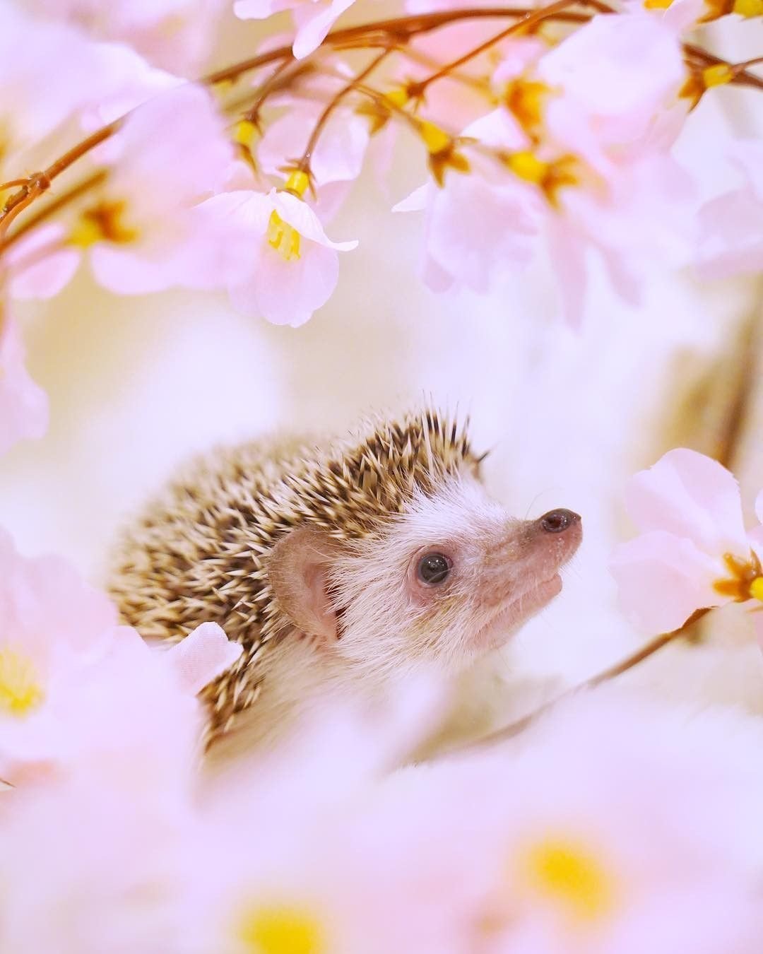 Утро Весна еж