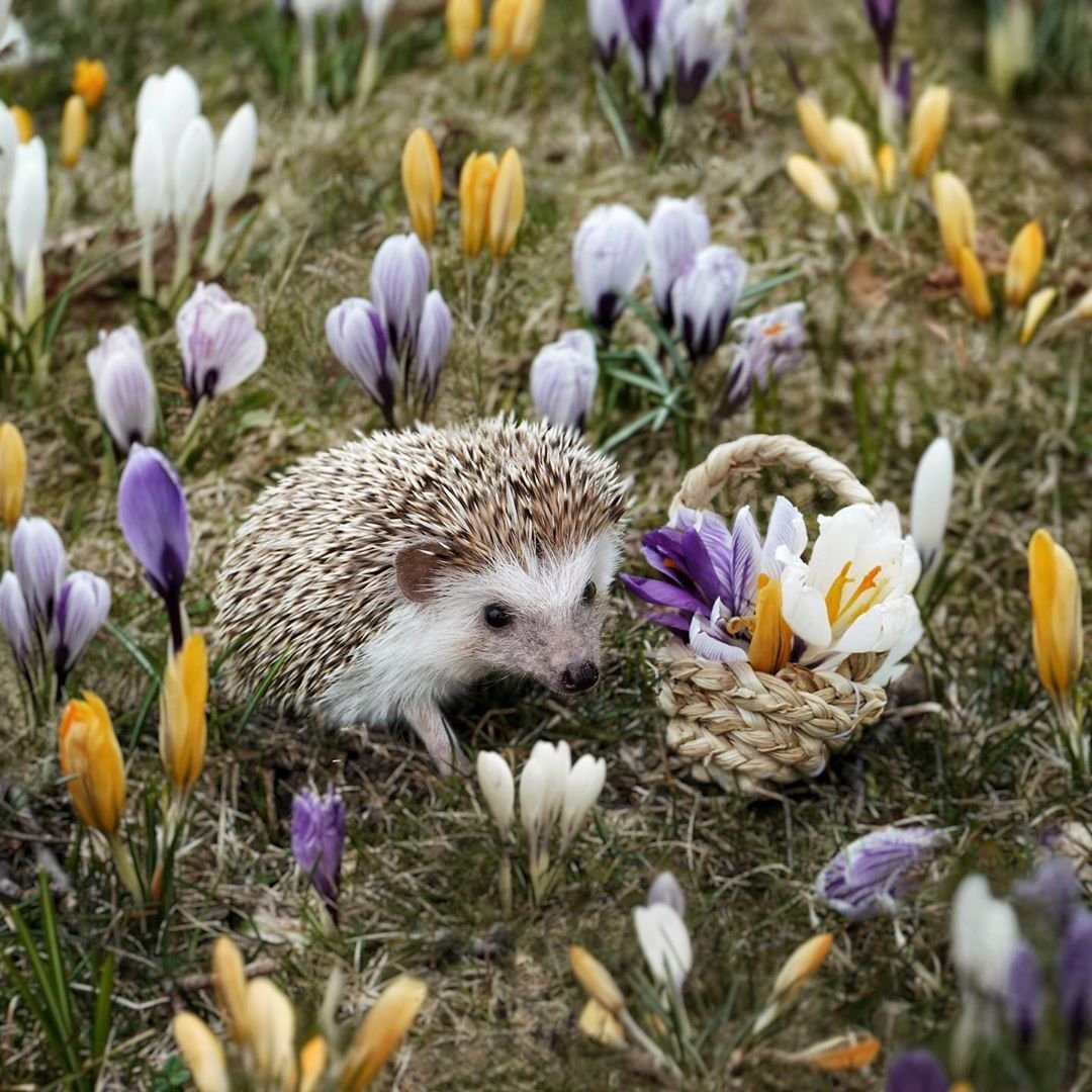 Ежик в цветах