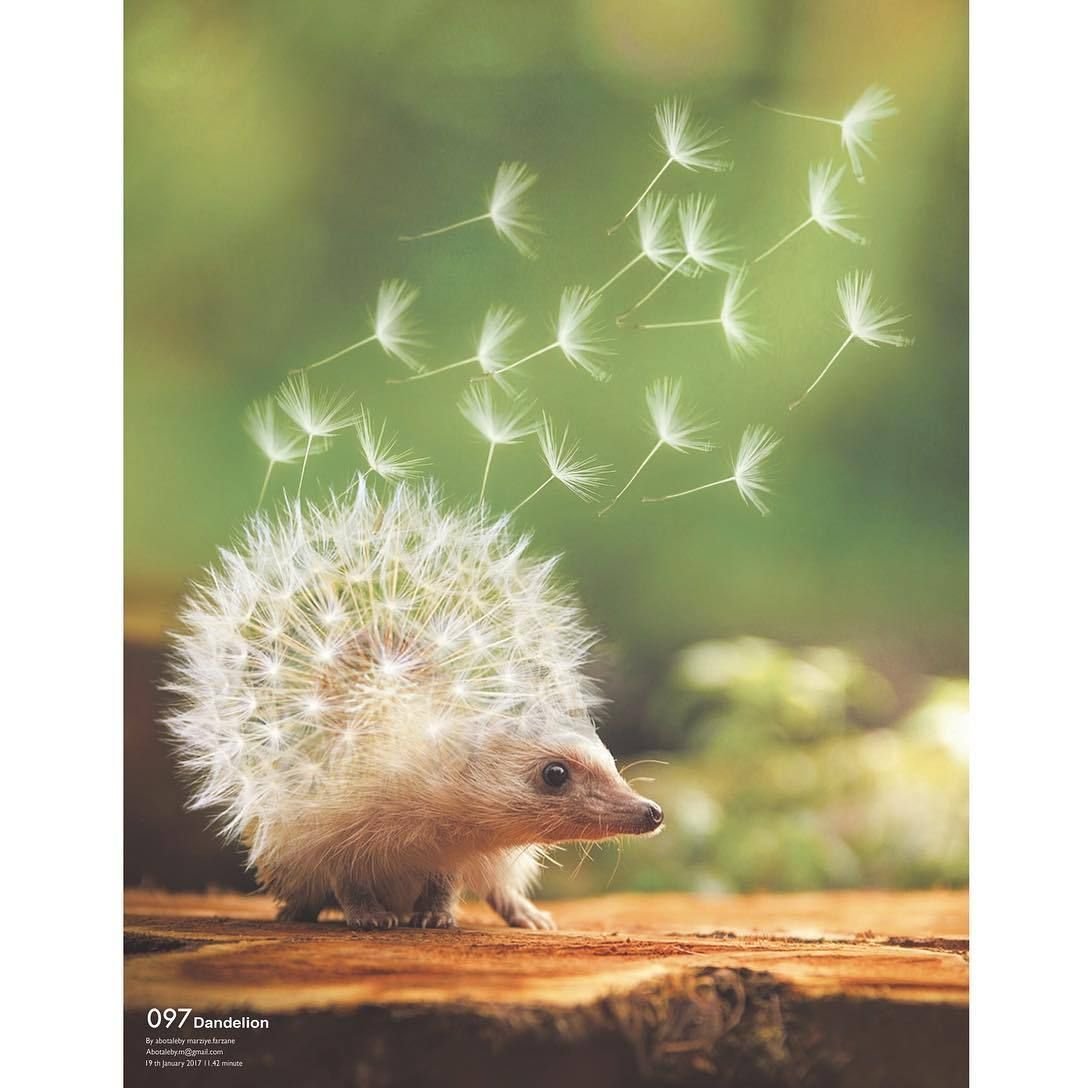 Ежик весной