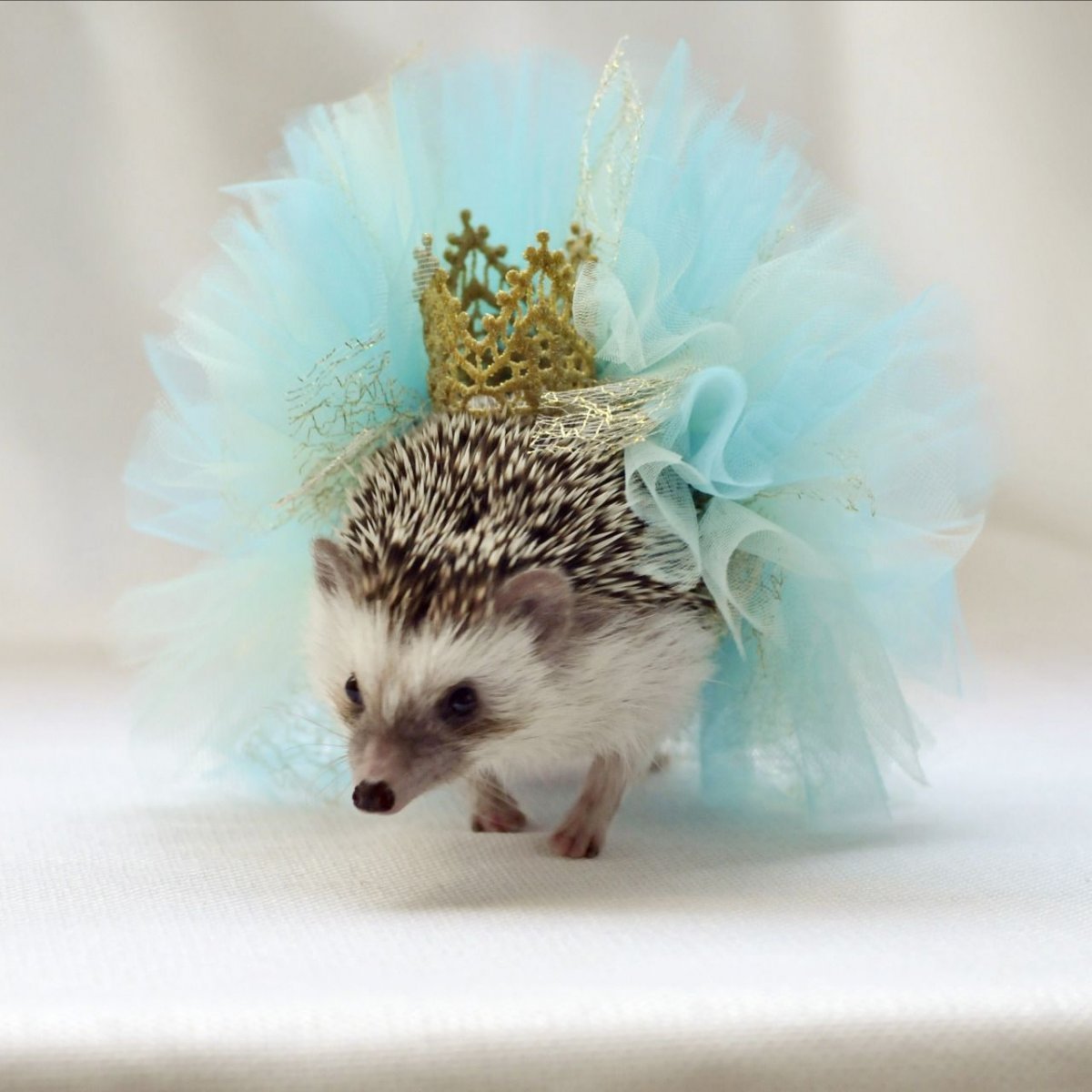 Ежик в веночке