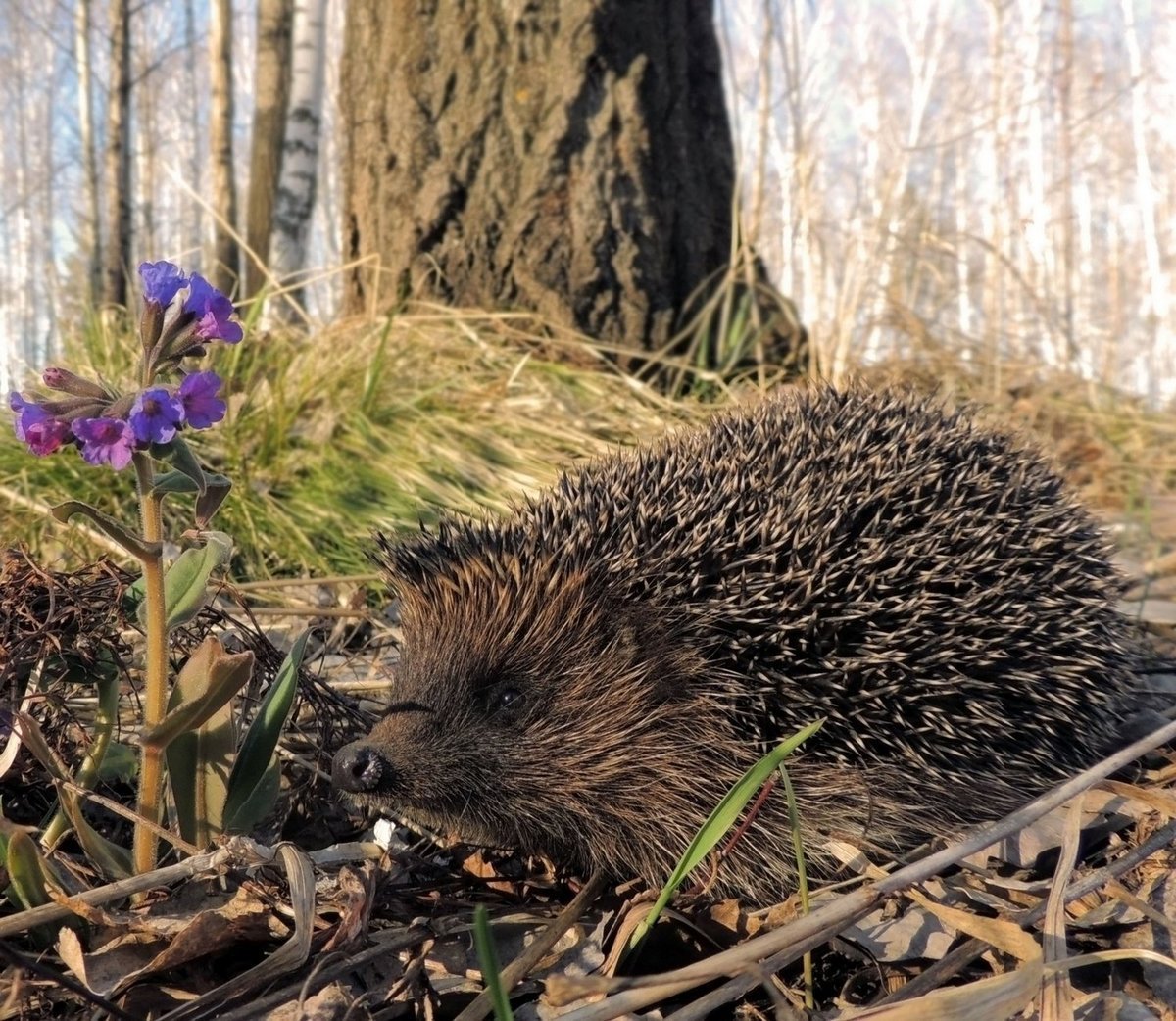 Ежик в лесу
