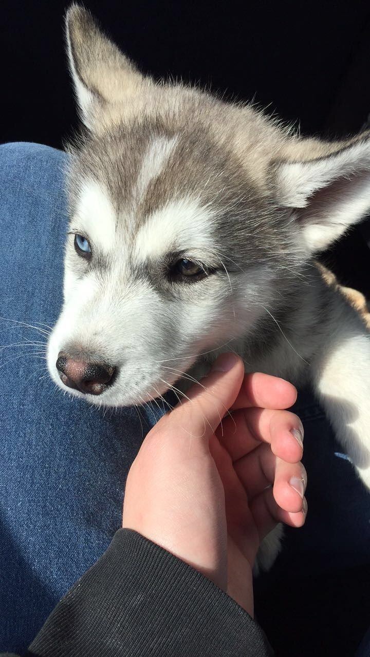 Хаски сохры