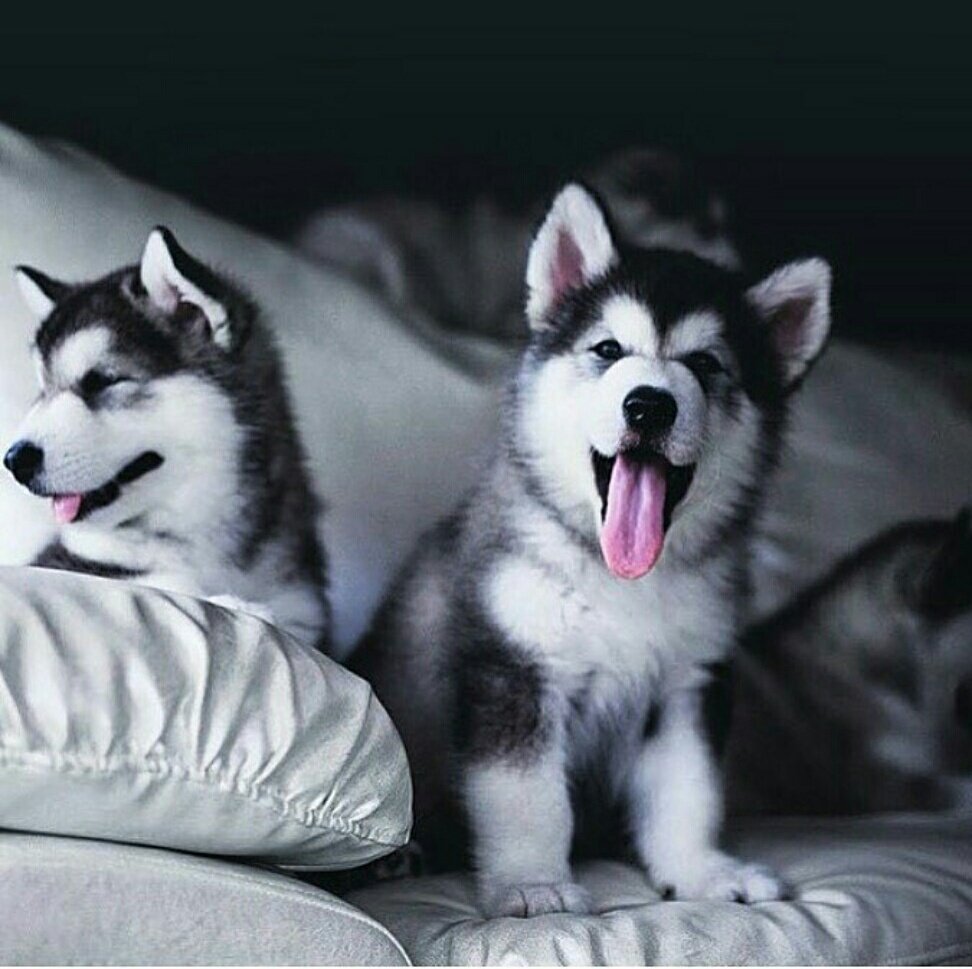 Хаски добрые