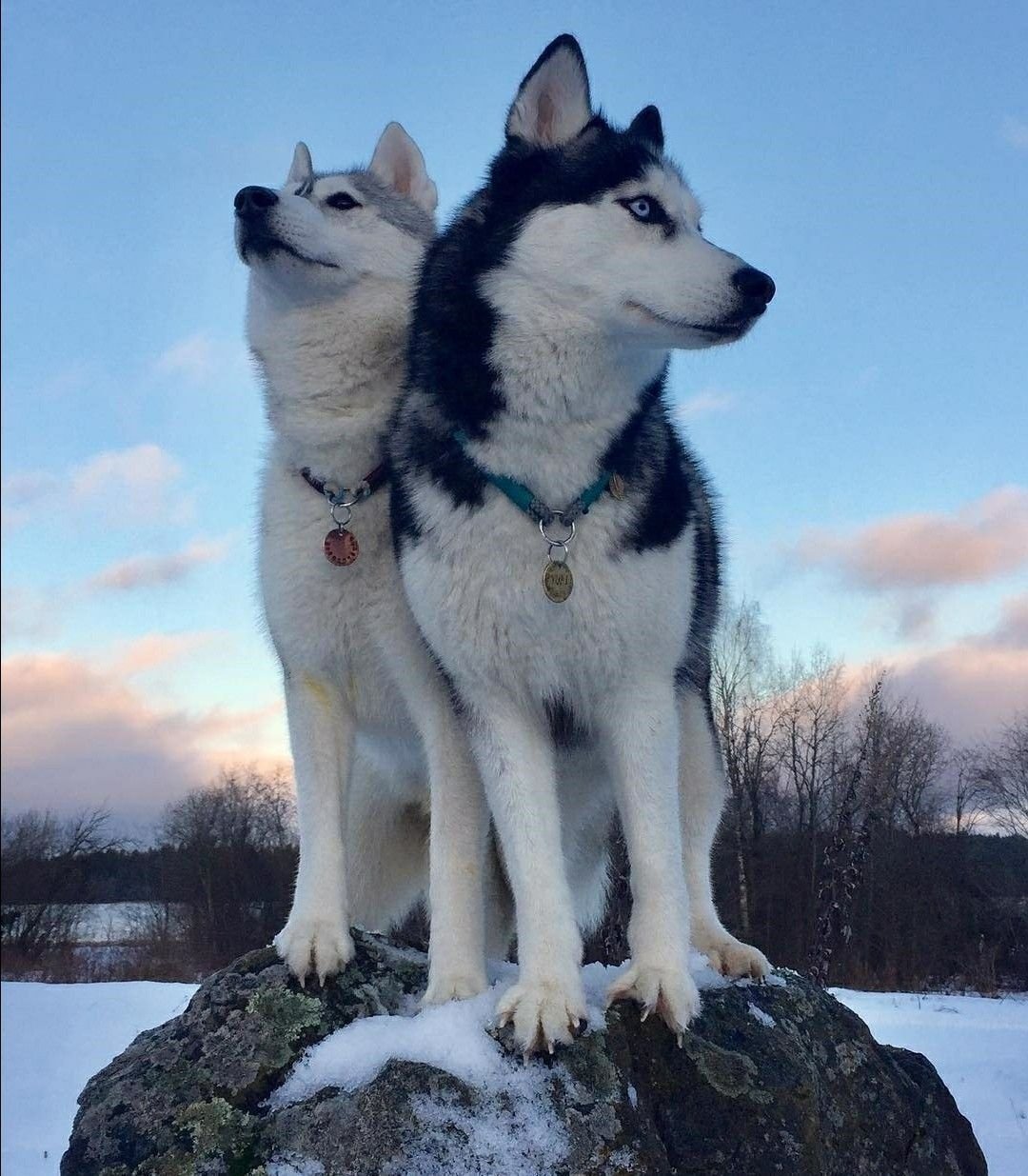 Сибирская лайка маламут