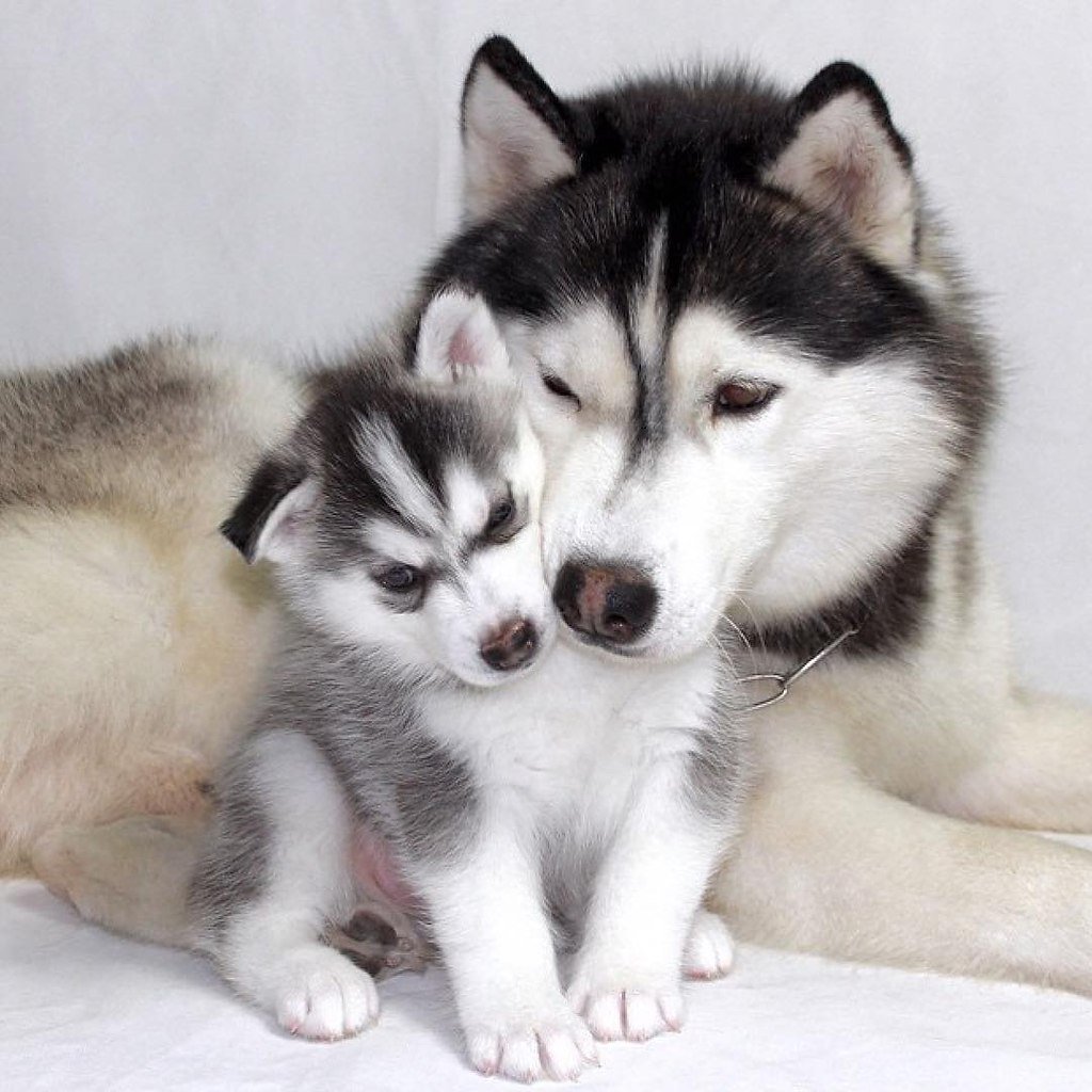 Аляскинский маламут детеныш
