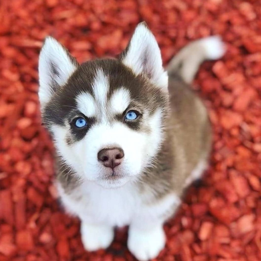 Щеночки хаски