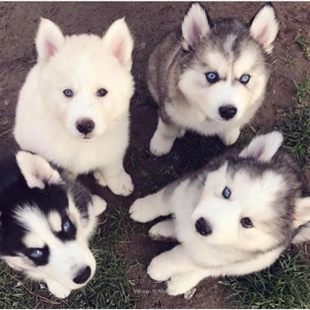 Лайка и хаски