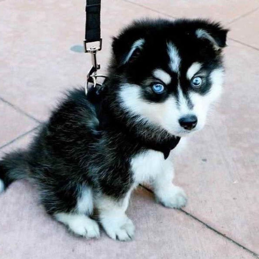 Хаски маленькие пушистые