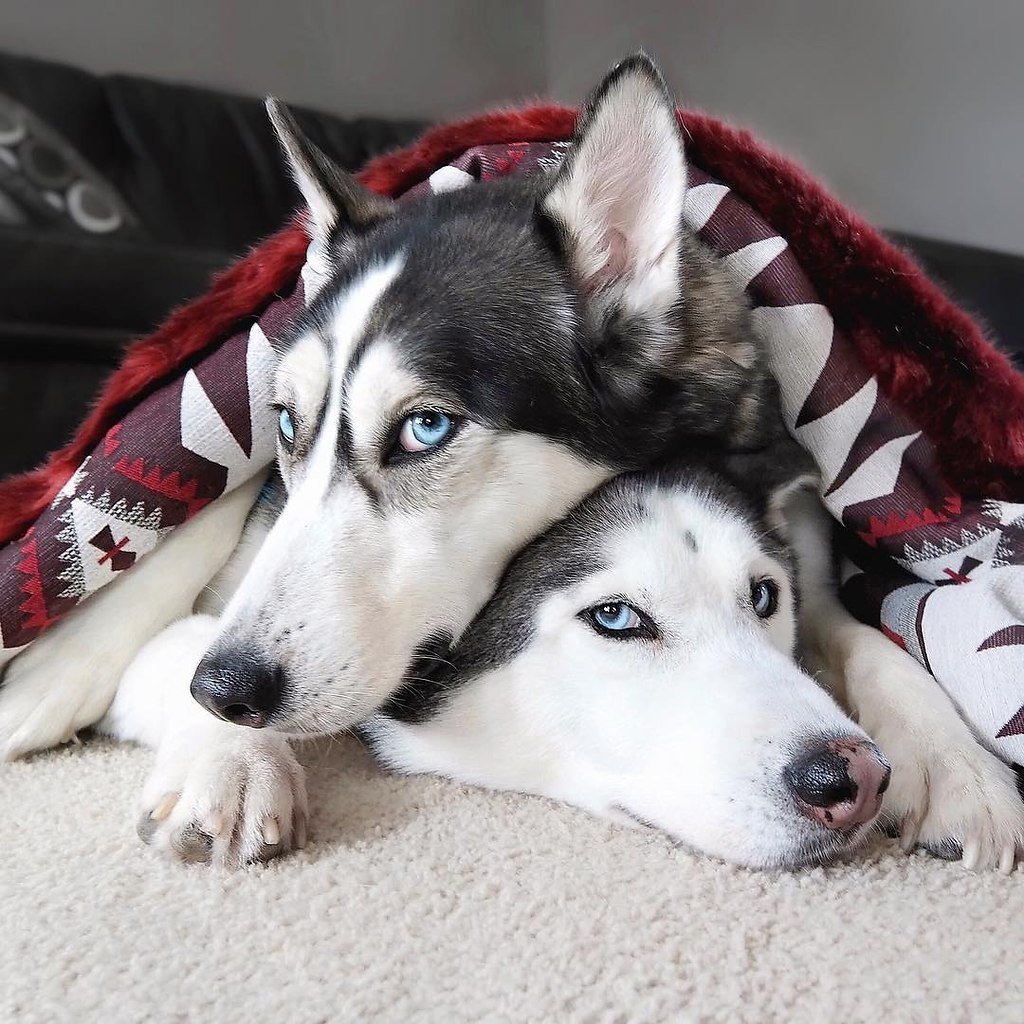 Сибирский хаски 2