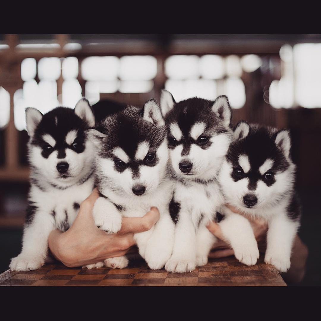 Милые собачки хаски щенки