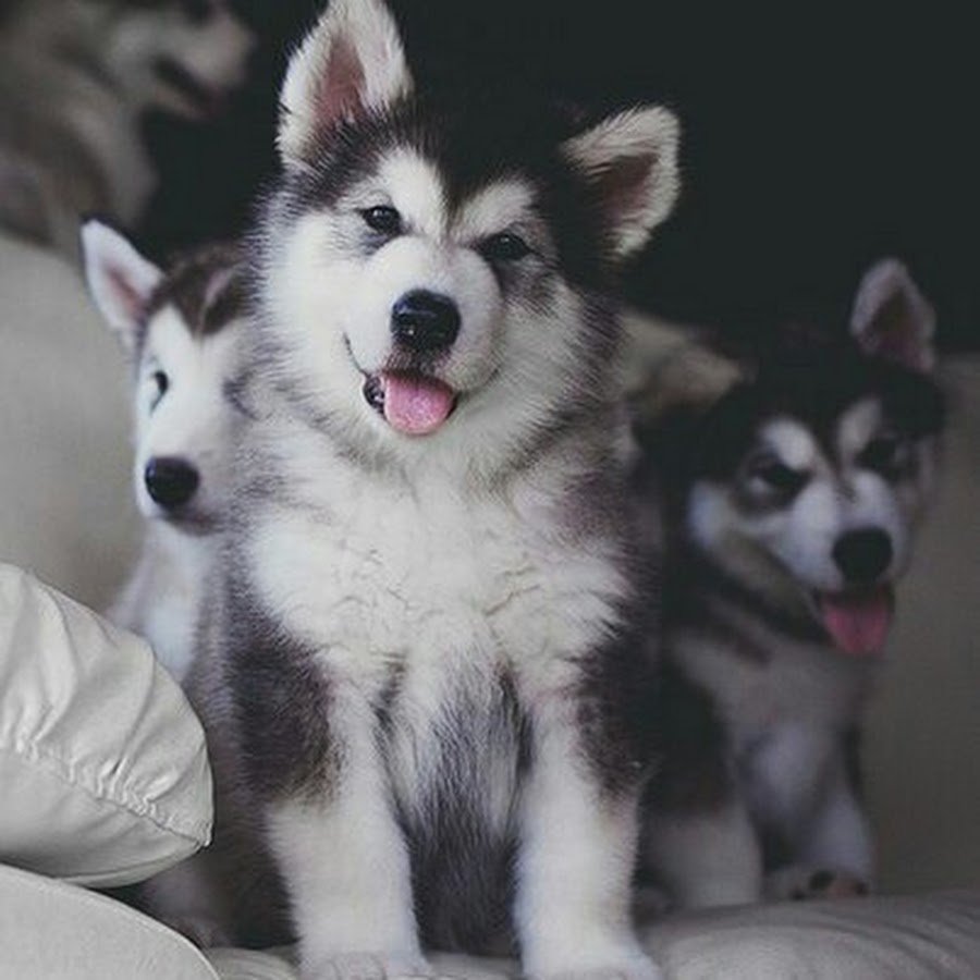 Маламут хаски самоед