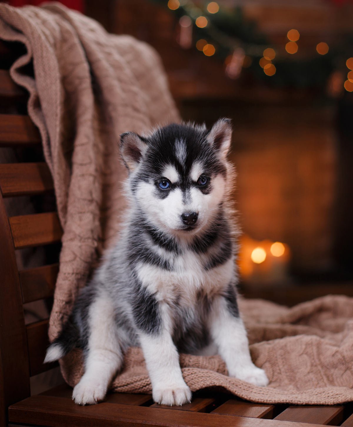 Хаски щенок