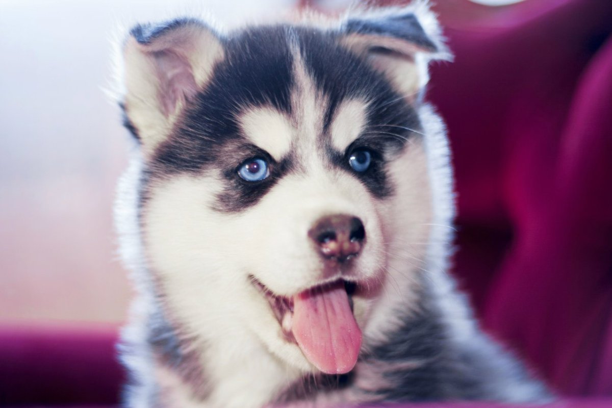 Волкодав порода хаски