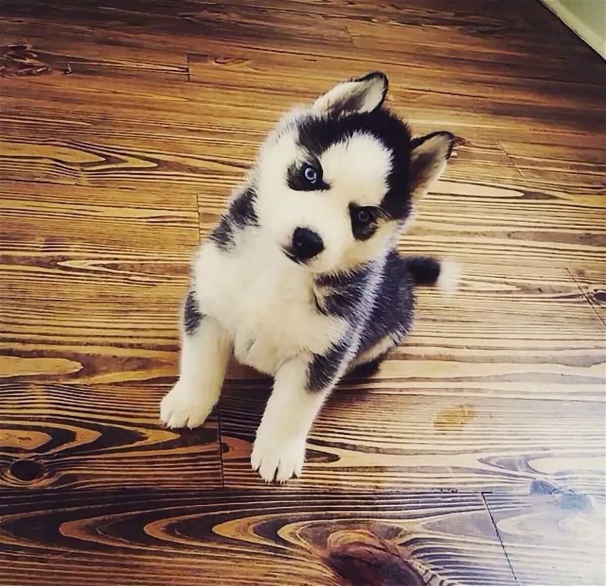 Милые щенки хаски