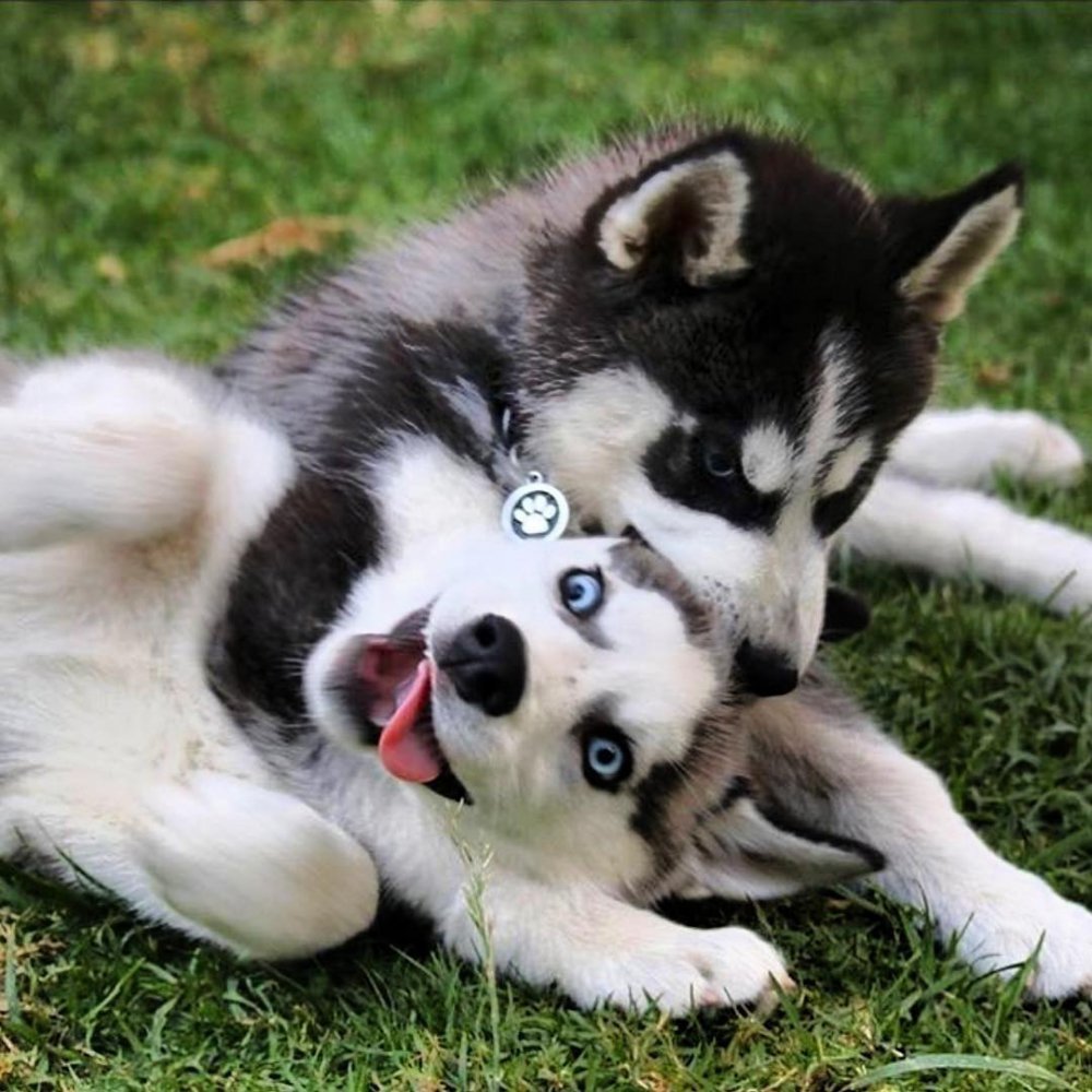 Щенок хаски играется