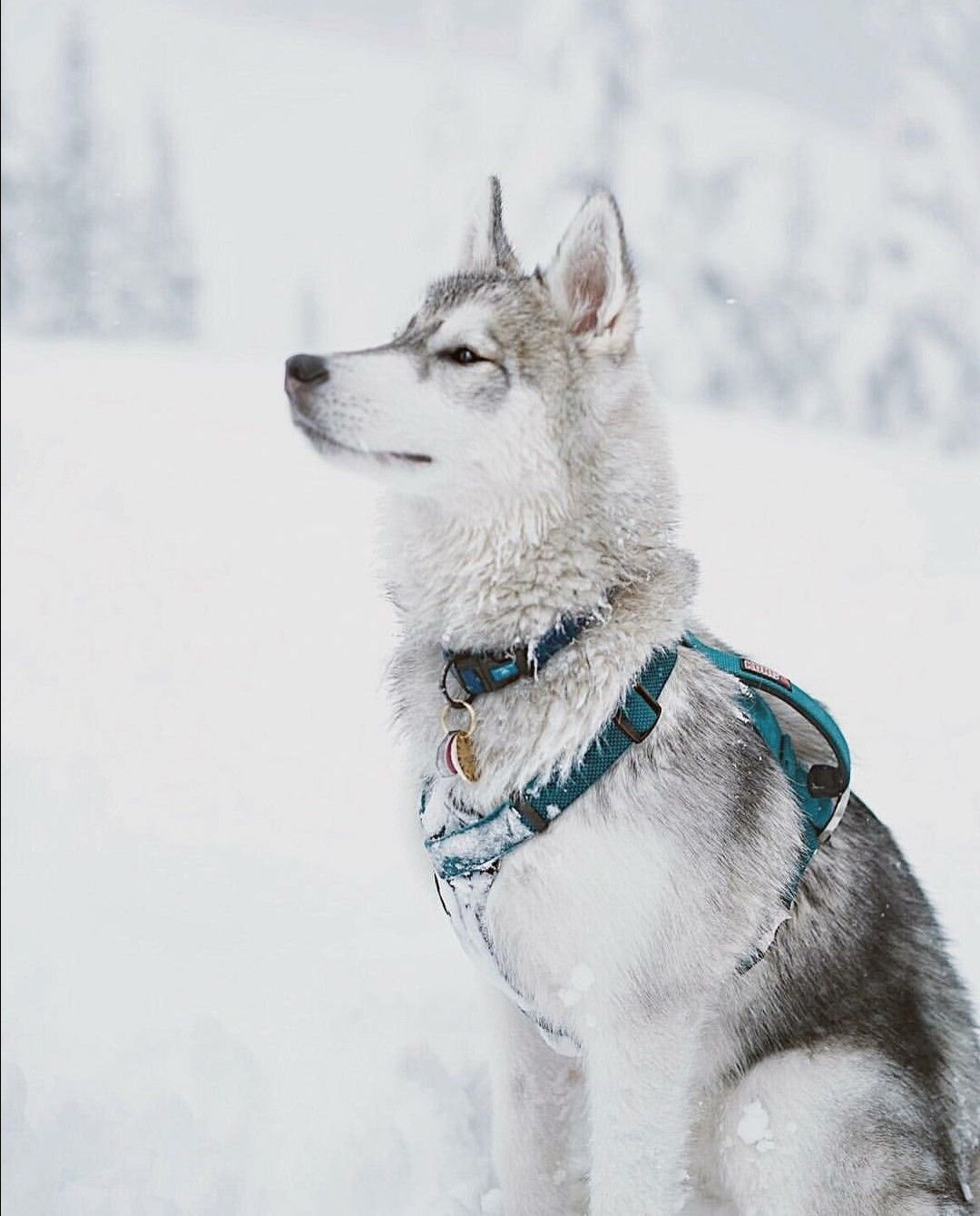 Сибирские хаски ездовые