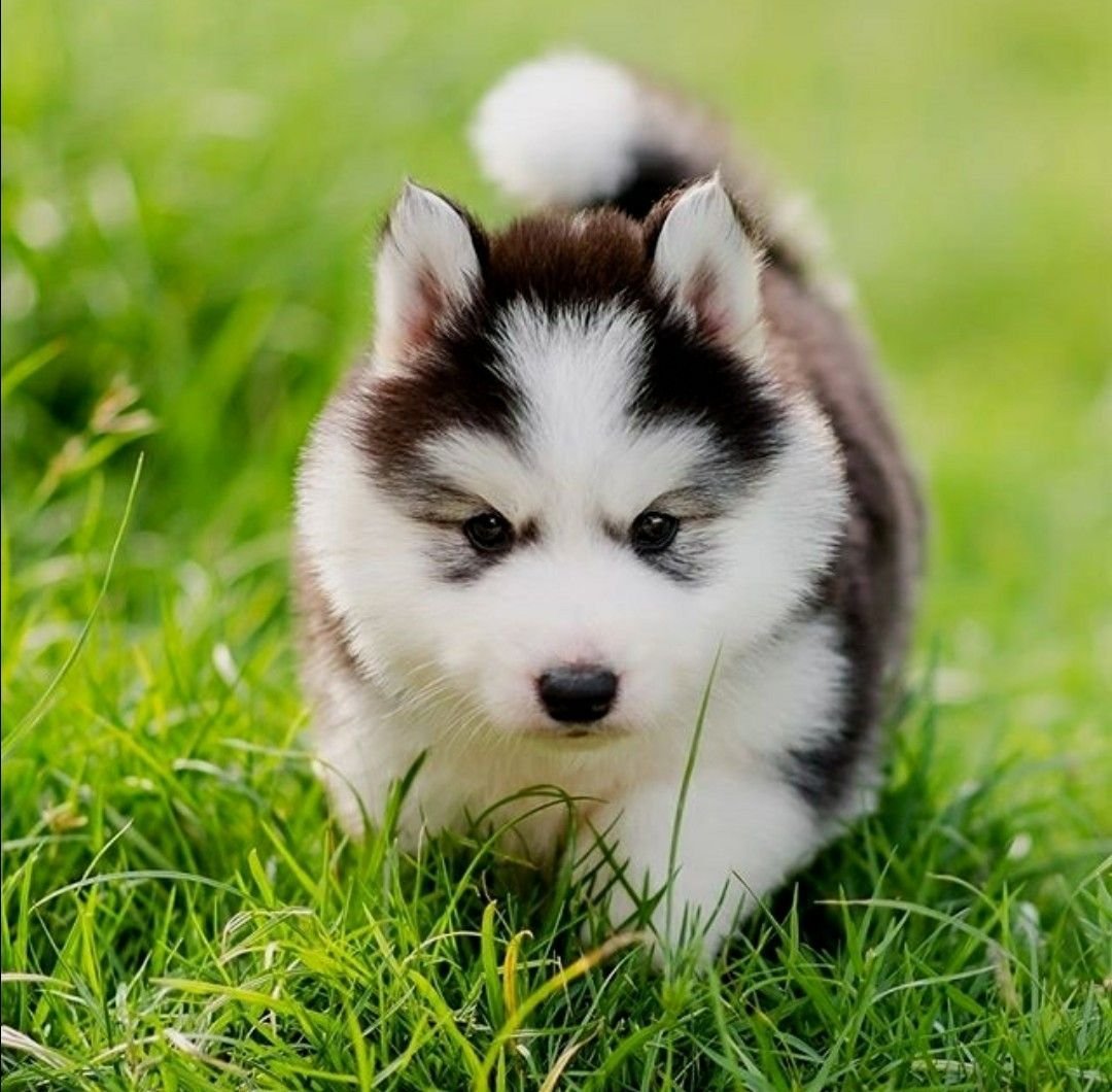 Хаски собака маленькая щеночек