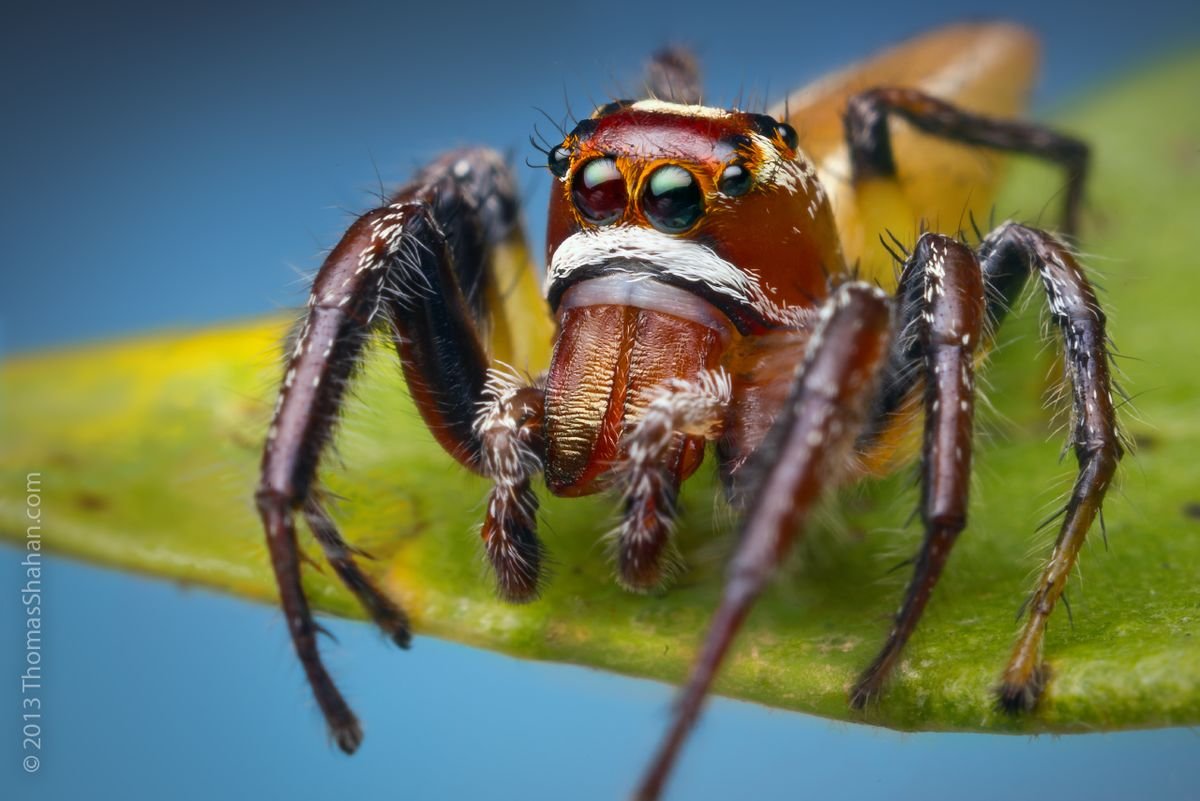Паук Томас паук Томас