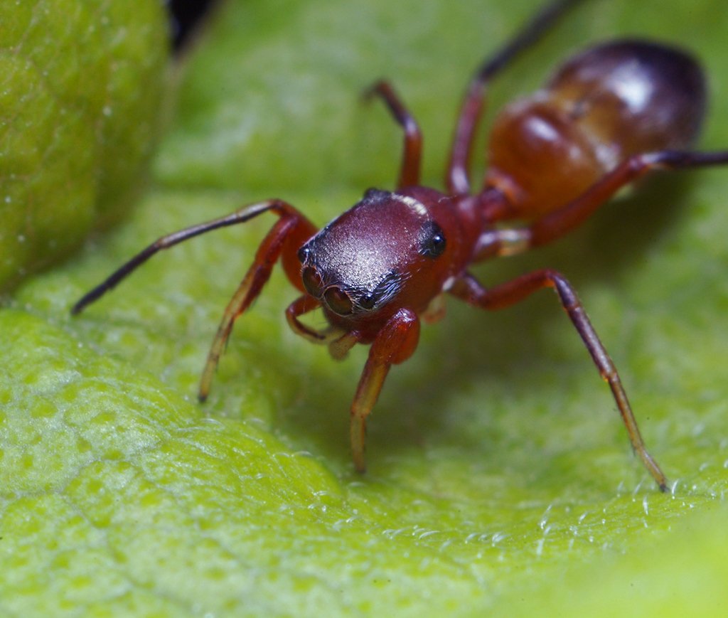 Гибрид кота и паука