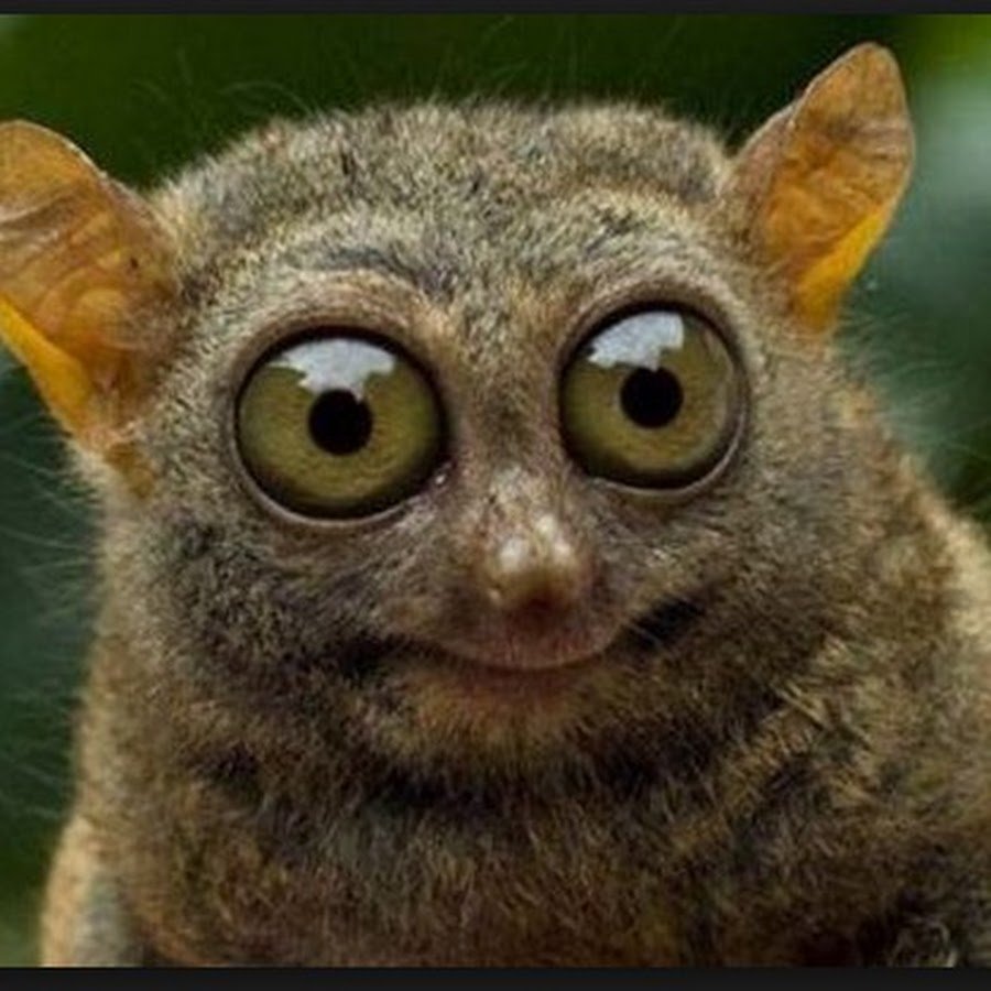 Ух-ты приколы