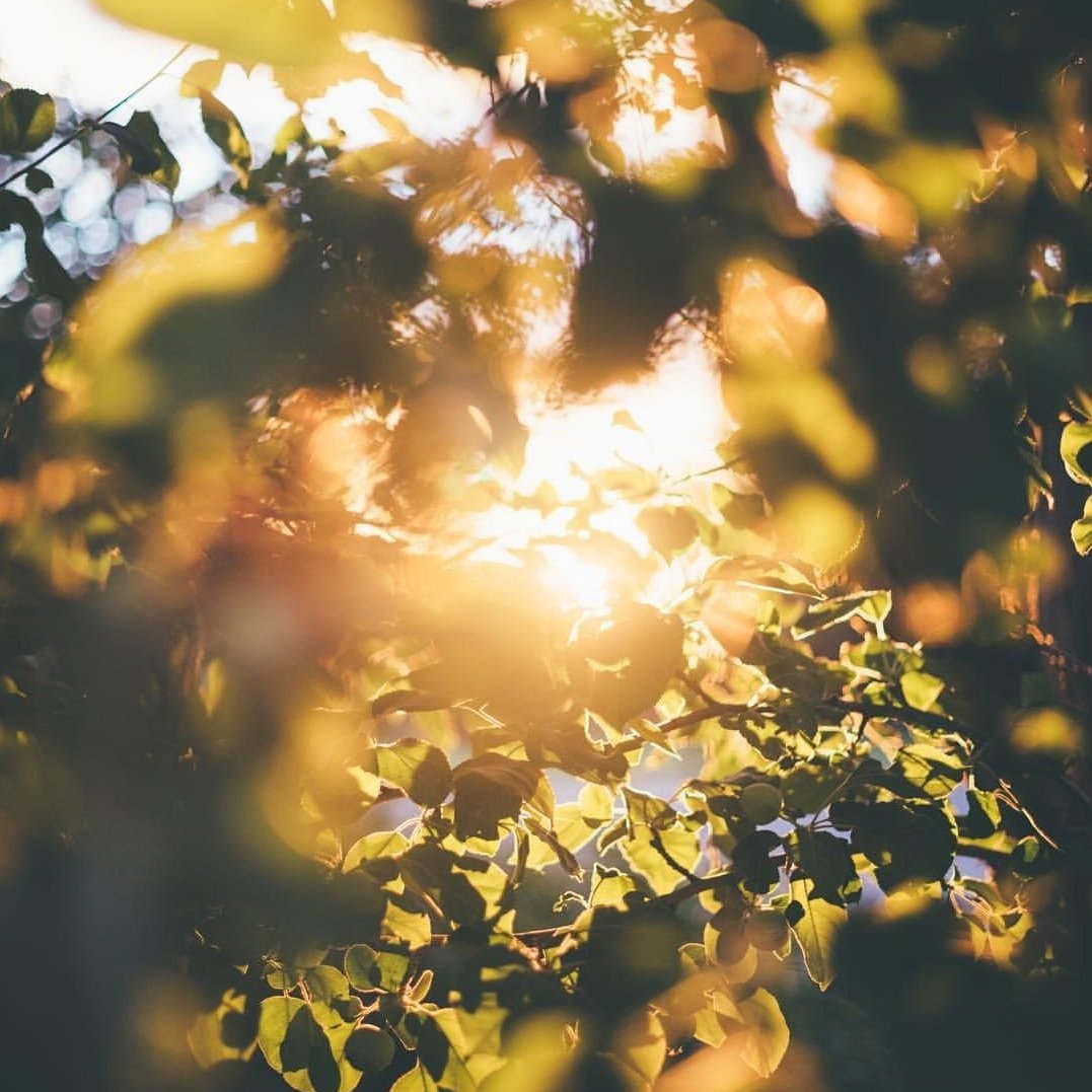 Солнечные блики