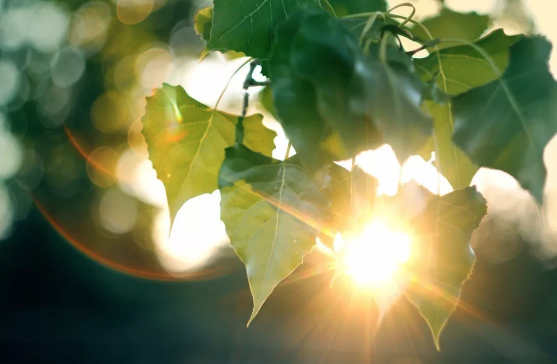 Солнце сквозь листву