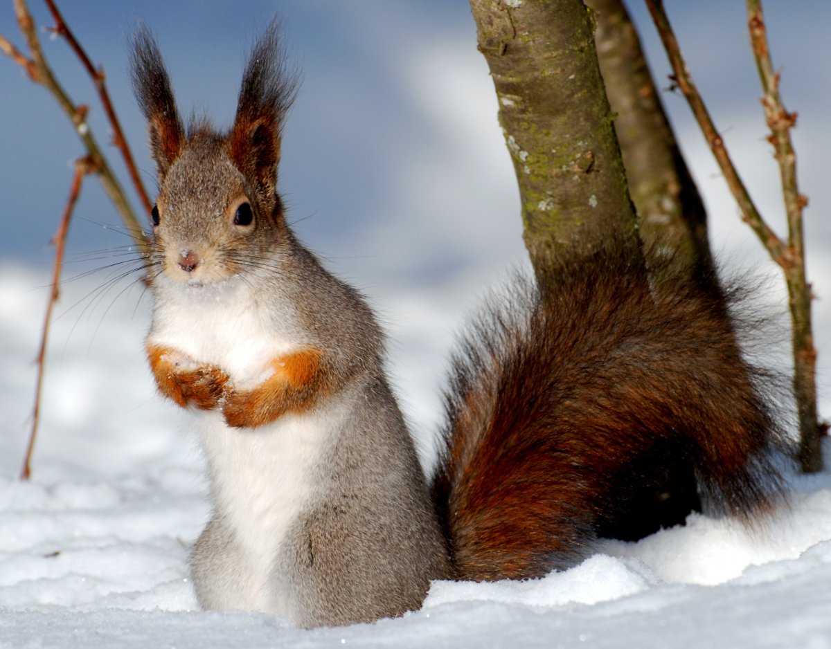 Подмосковные белки