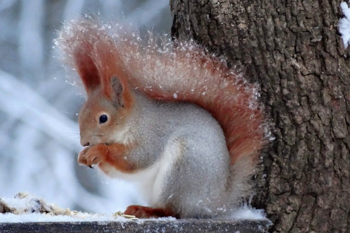 Белочка с шишкой для детей