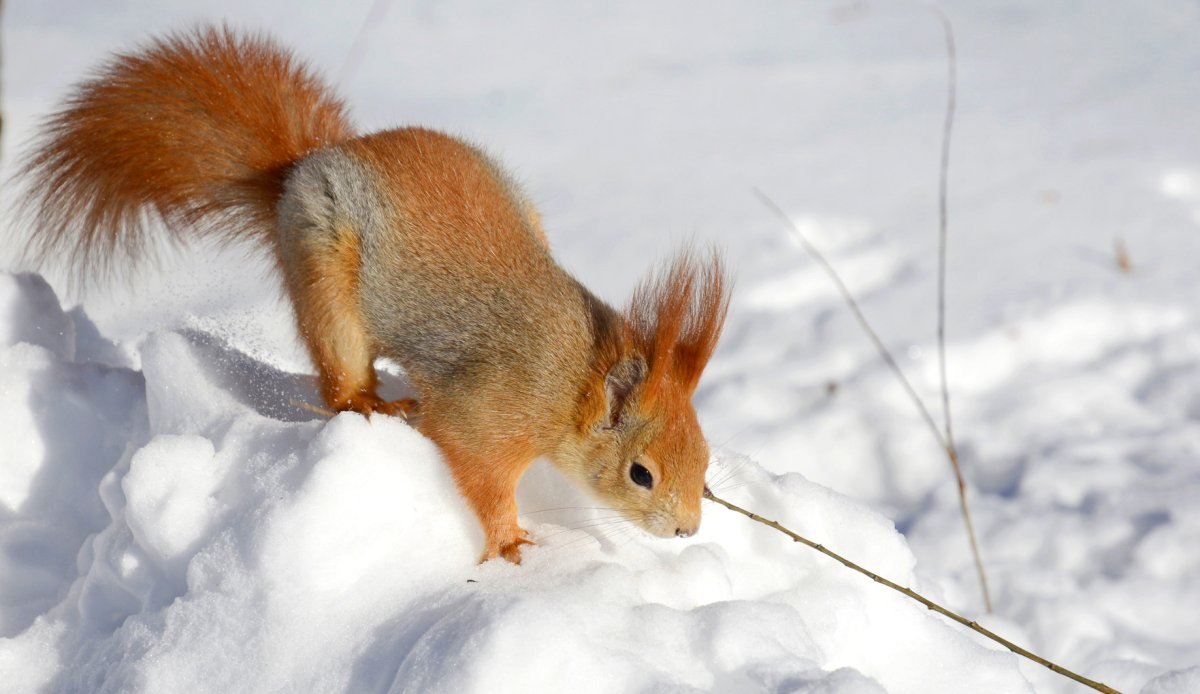 Северная белка
