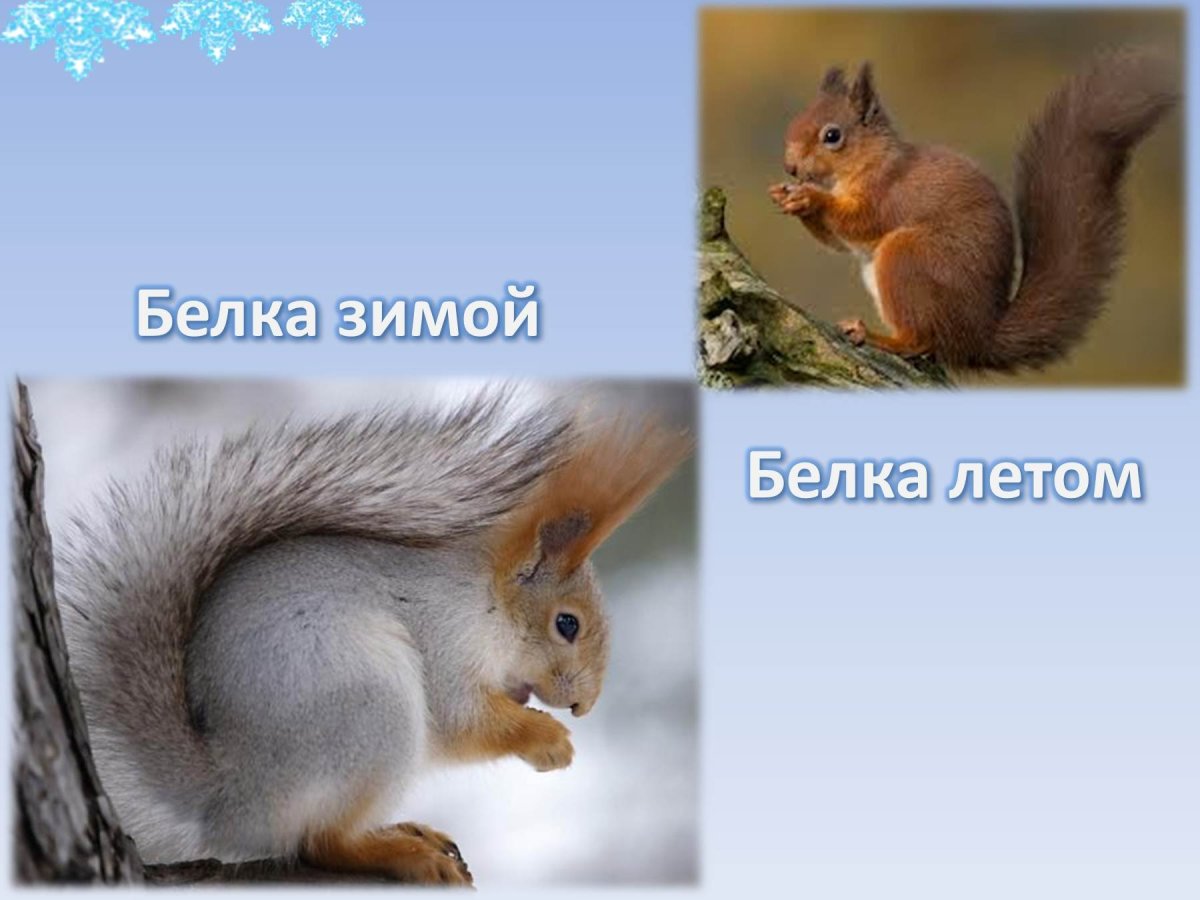 Белка зимой в лесу