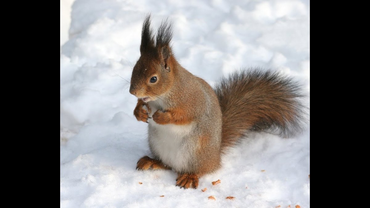 Лесные животные белка с бельчатами