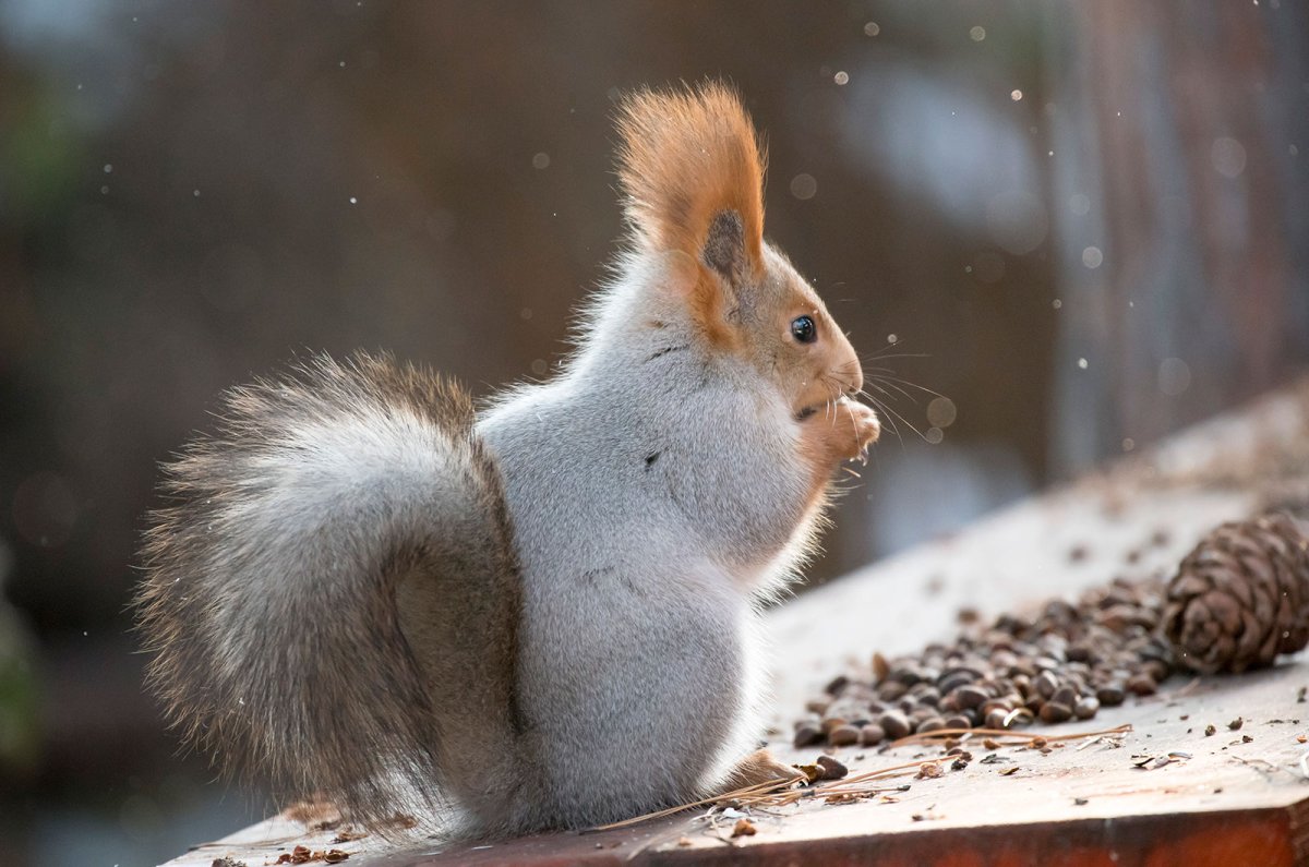 Белка обыкновенная зимой
