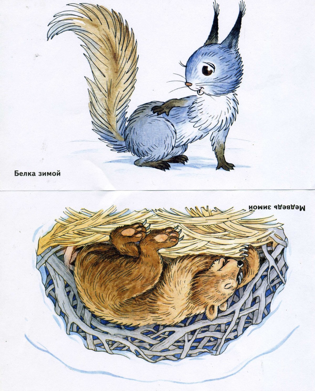 Красивая Белочка зимой