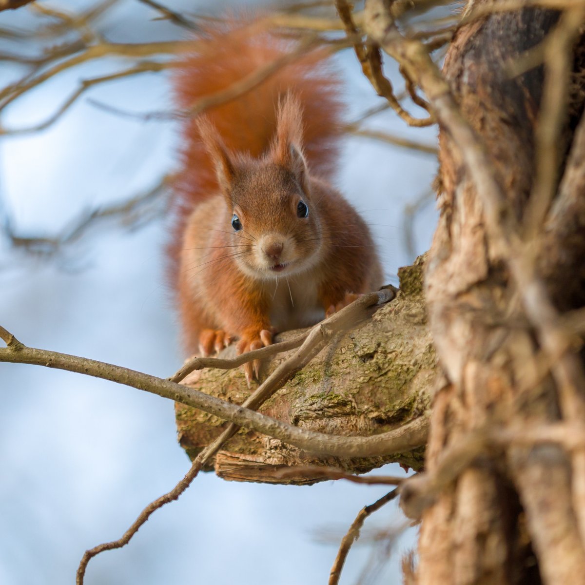 Белки в лесу зимой