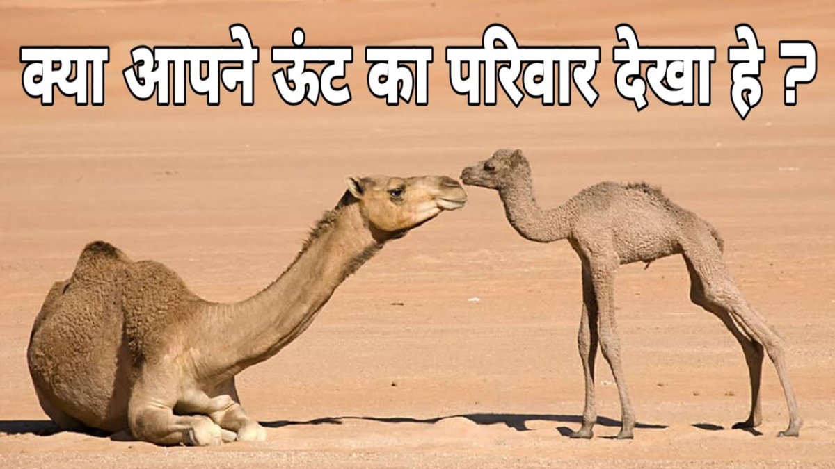 Маленький верблюд