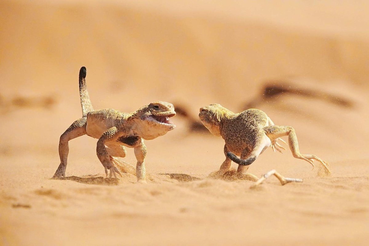 Пустынная ящерица круглоголовка