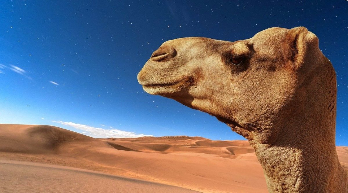 Верблюды в пустыне картинки для детей