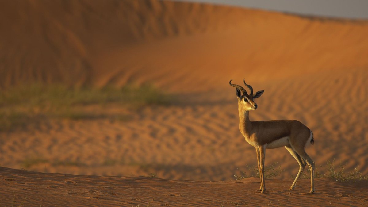 Животные пустыни пол одному