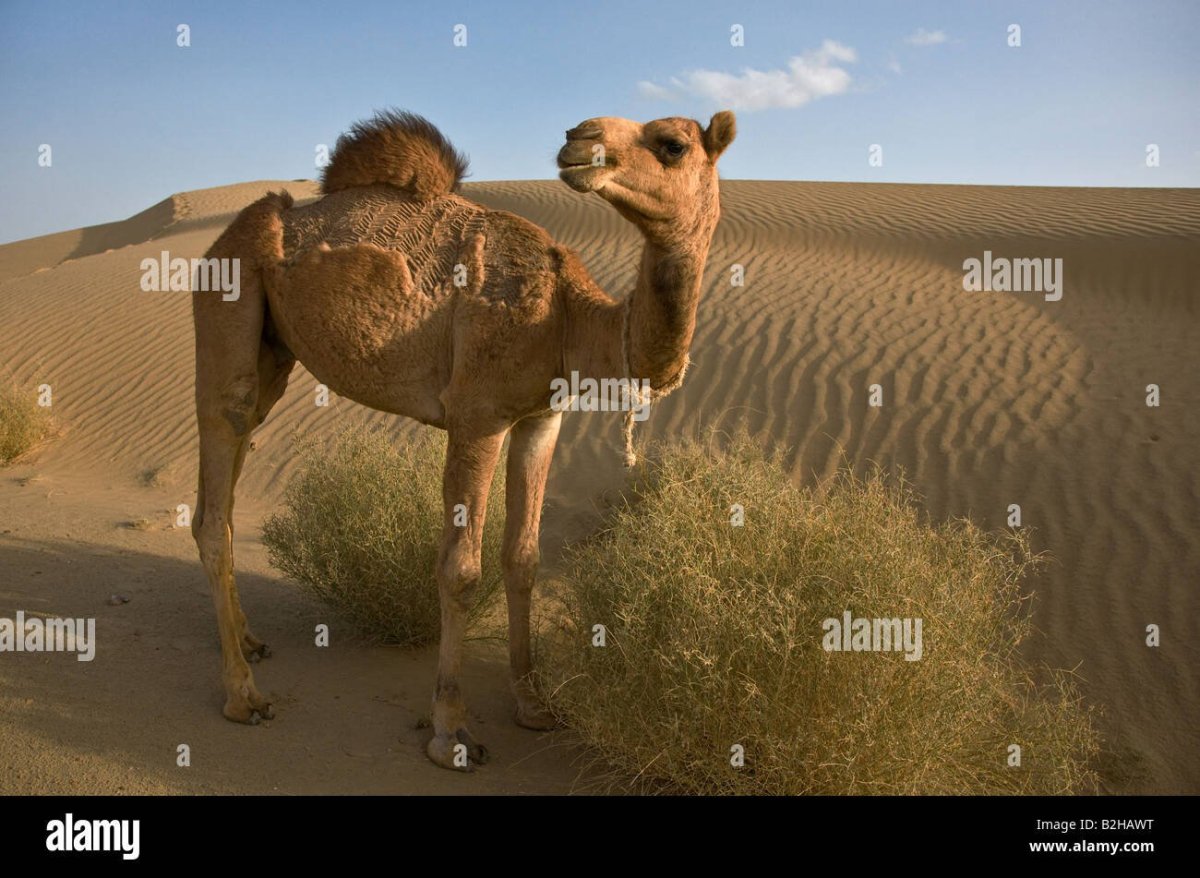 Верблюд ест верблюжью колючку