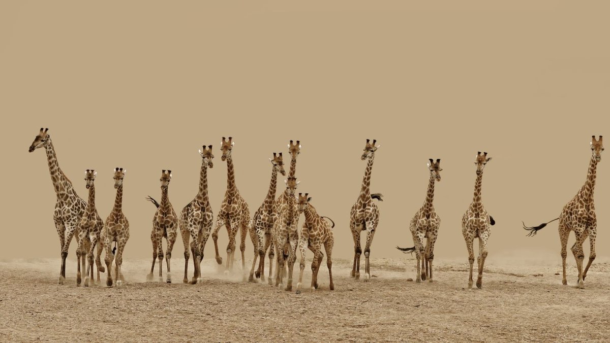 Заставка на рабочий стол Жираф