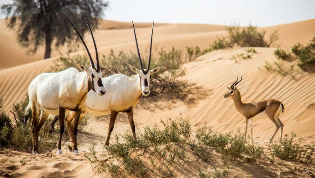 Дубайский пустынный заповедник Dubai Desert Conservation Reserve