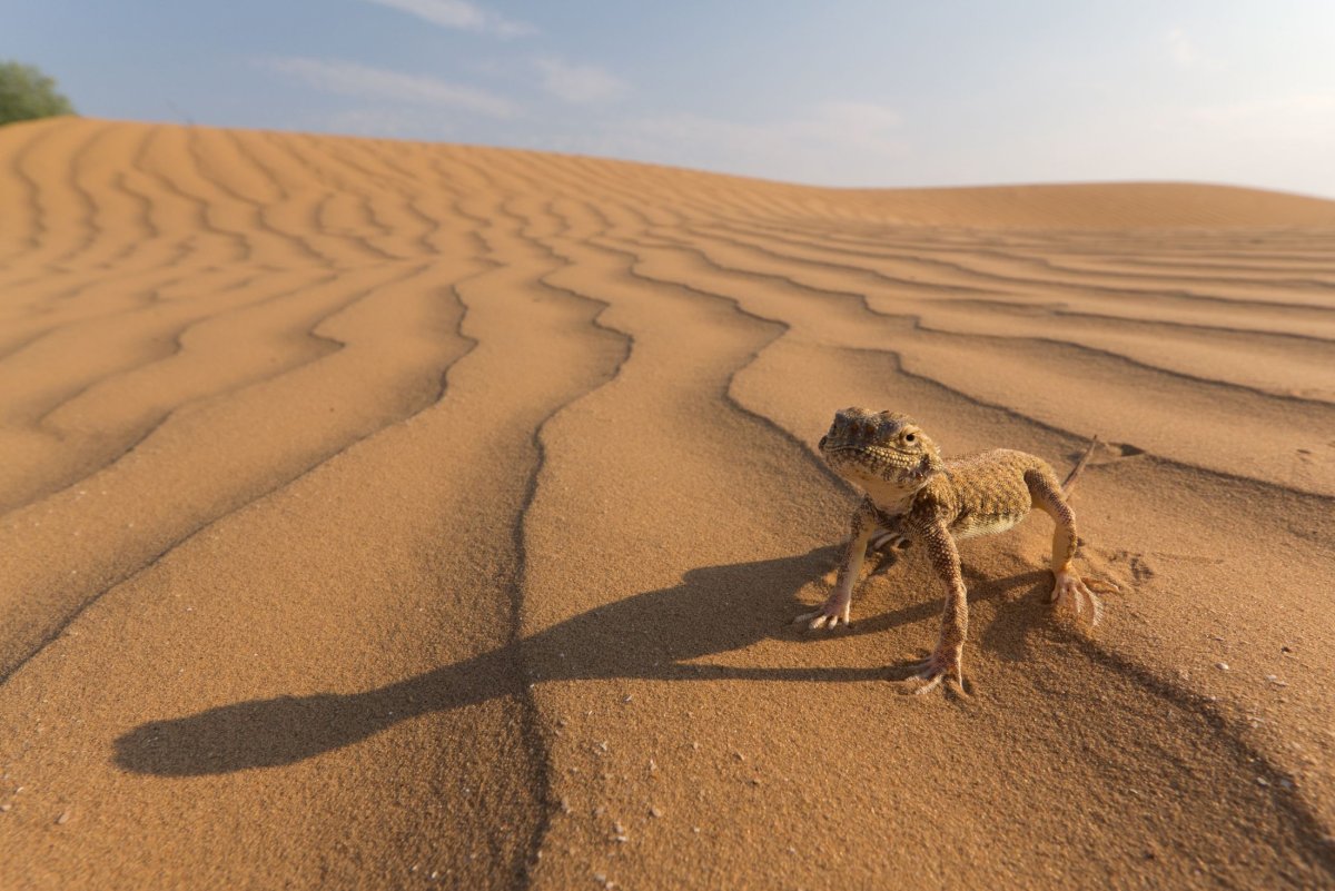 Астрахань пустыня Бархан